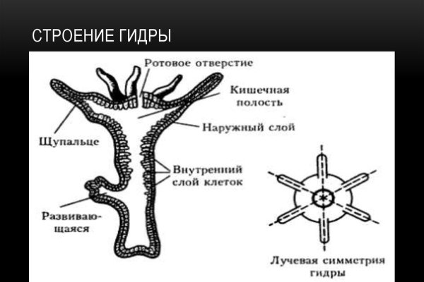 Kraken url