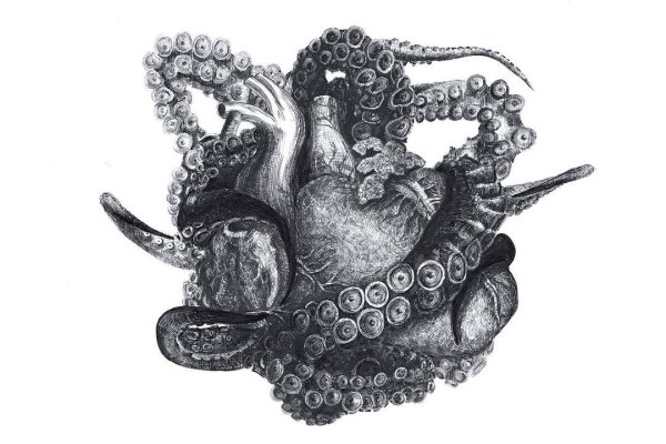 Kraken что это за магазин